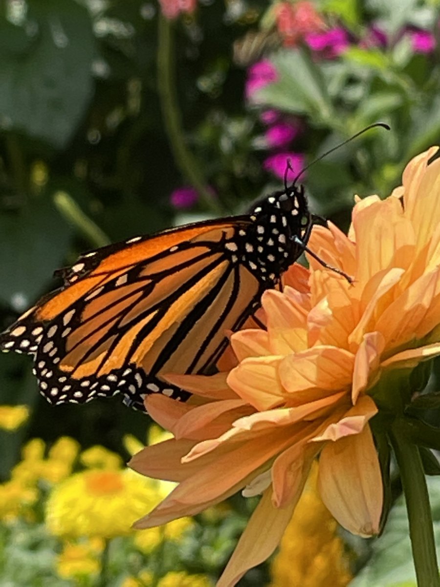 Monarch butterfly on an orange dahlia